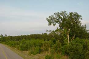 Tracts 12, 13